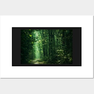 Sunlit Woodland Posters and Art